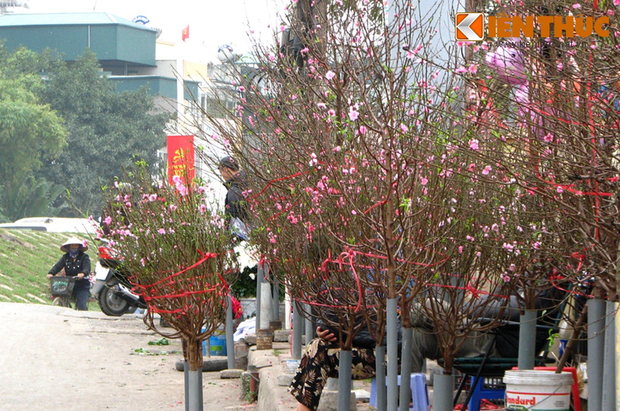 Ha Noi: Hoa dao ron rang “xuong pho” don tet Binh Than-Hinh-3
